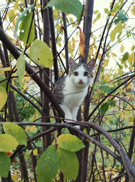 cat with surprised eyes on the branches of a tree among the autumn foliage
