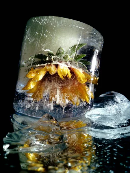 Креативная Макрофотография Желтого Цветка Замороженного Льду — стоковое фото