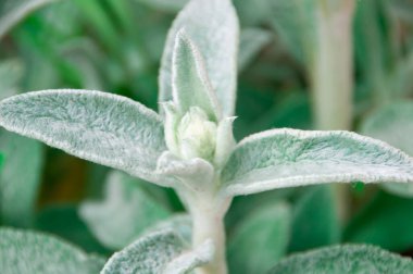 Genç bir bitkinin yapraklarına yakın çekim (stachys byzantina, stachys lanata, stachys olimpica, yünlü çalılar bahçede 