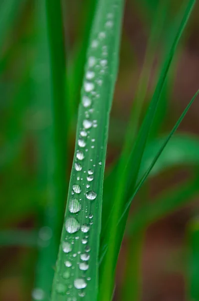 Grönt Färskt Gräs Med Droppar Morgonvatten Dagg Efter Regn Natur — Stockfoto