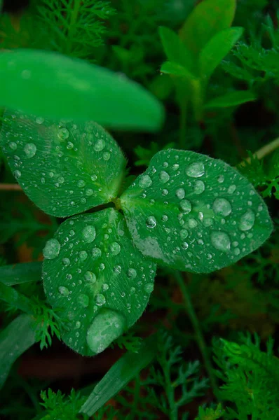 Zöld Friss Cseppek Reggeli Víz Harmat Eső Után Természet Háttér — Stock Fotó