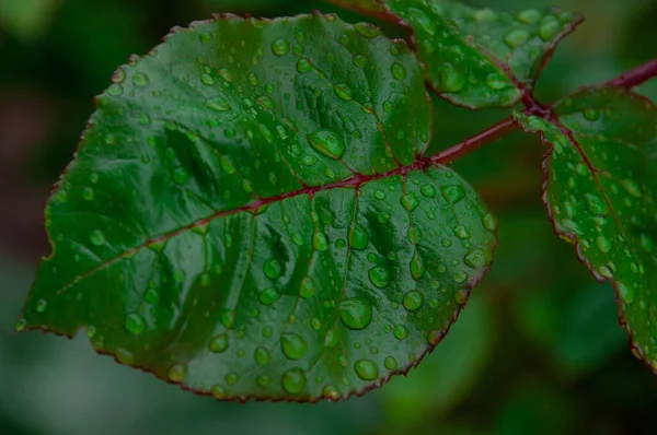 雨后的晨露绿草 雨滴后的自然背景 背景叶植物特写 植物宏观 — 图库照片