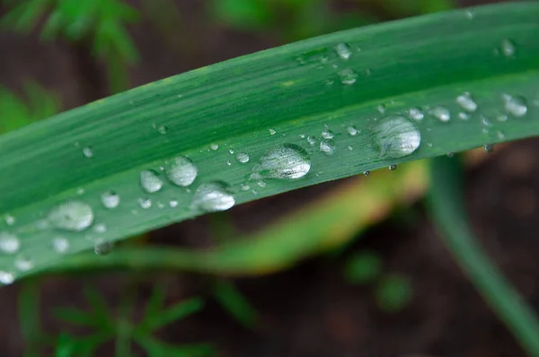 Grönt Färskt Gräs Med Droppar Morgonvatten Dagg Efter Regn Natur — Stockfoto