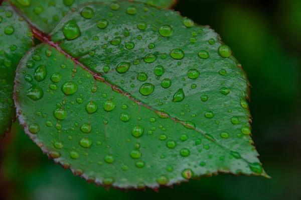 雨后的晨露绿草 雨滴后的自然背景 背景叶植物特写 植物宏观 — 图库照片