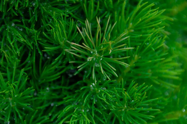 Nadelbäume Frühjahr Junge Grüne Beulen Makrofoto Kleine Details Aus Nächster — Stockfoto