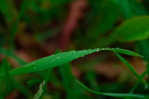 Grönt Färskt Gräs Med Droppar Morgonvatten Dagg Efter Regn Natur — Stockfoto