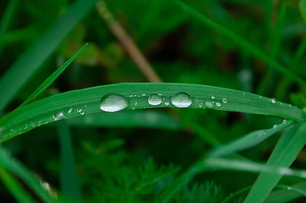 Grönt Färskt Gräs Med Droppar Morgonvatten Dagg Efter Regn Natur — Stockfoto