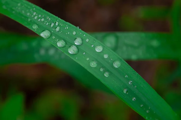 Зеленая Свежая Трава Капельками Утренней Водяной Росы После Дождя Природный — стоковое фото