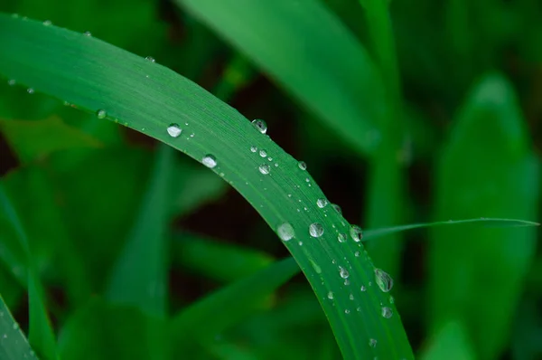Zöld Friss Cseppek Reggeli Víz Harmat Eső Után Természet Háttér — Stock Fotó