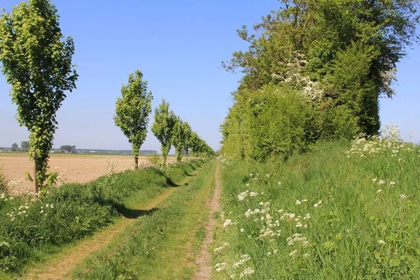 Bahar Mevsiminin Güneşli Bir Gününde Hollanda Kırsalında Asfaltsız Bir Yol — Stok fotoğraf