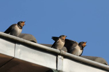 Üç genç kırlangıç Zeeland, Hollanda 'da bir çatı oluğunda mavi gökyüzü ile aç bir şekilde oturuyor.