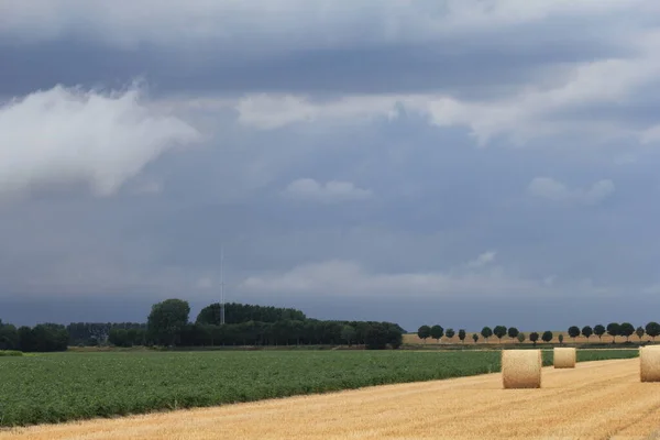 agricultural landscape in zeeland, the netherlands at a stormy day with a dark threatening thunder sky above the fiels with potatoes and round straw bales at a former wheat field