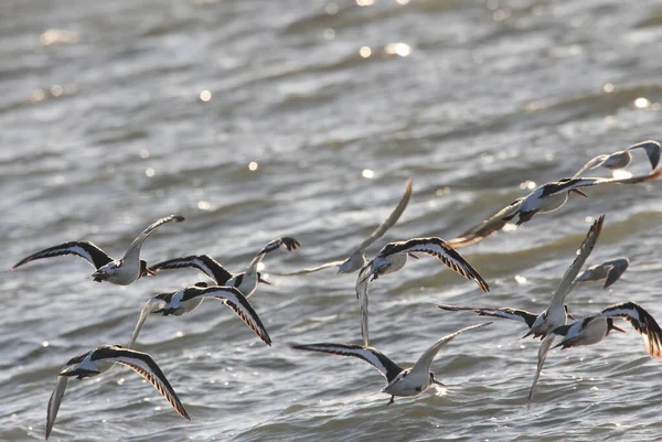 Eine Gruppe Austernfischer Fliegt Einem Sonnigen Sommerabend Über Dem Meer — Stockfoto