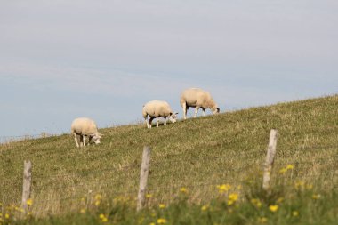 Üç beyaz koyun, baharda Hollanda, Zeeland 'deki batı kanalı boyunca yeşil deniz yatağında otluyor.