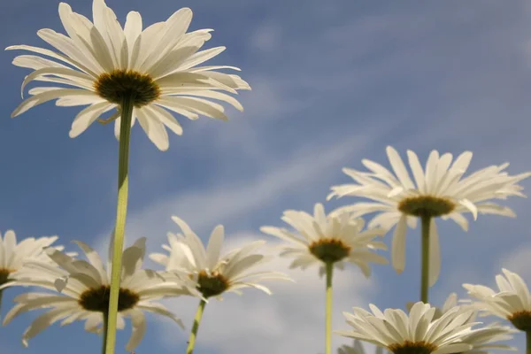 Arkasında Çiçek Açan Marguerite Çiçekleri Mavi Beyaz Bir Gökyüzü Olan — Stok fotoğraf