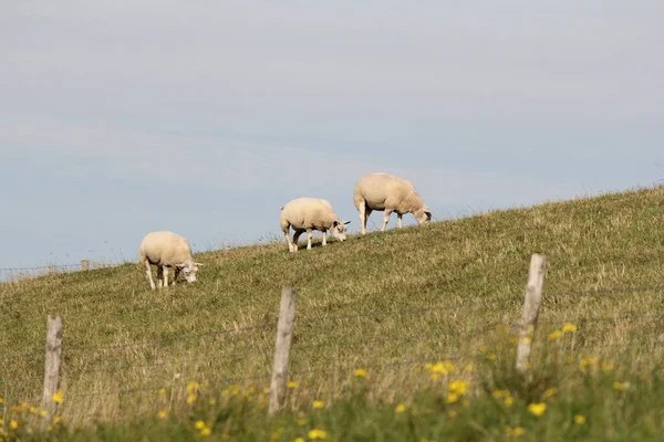 3頭の白い羊がゼーランドの西海岸の緑の海の堤防で放牧されています春のオランダです — ストック写真