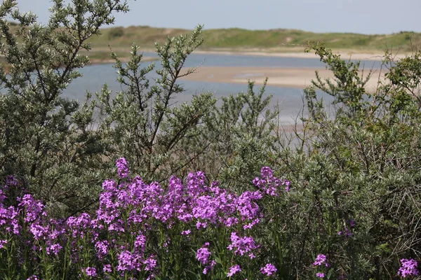 Красивый Пейзаж Побережье Кадзанде Низовья Весной Морем Песчаные Плиты Дюны — стоковое фото