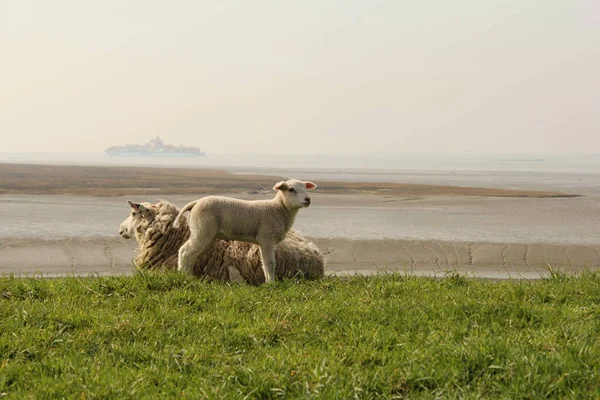 母羊のいる可愛い白い子羊が川沿いの緑の海の堤防で干ばつと船を背景に春に — ストック写真