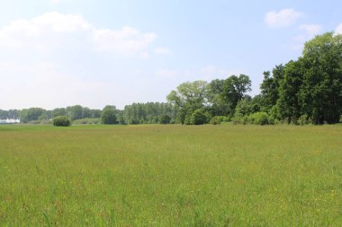 Bir orman boyunca çıngıraklı yılanlar ve çıngıraklı yılanlar ve baharda Hollanda, Zeeland 'de mavi bir gökyüzü.