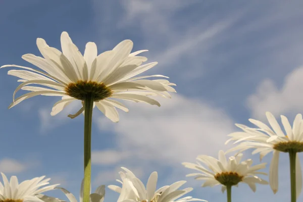 Güzel Marguerite Çiçekleri Arka Planda Mavi Gökyüzü Yazın Çiçek Bahçesinde — Stok fotoğraf