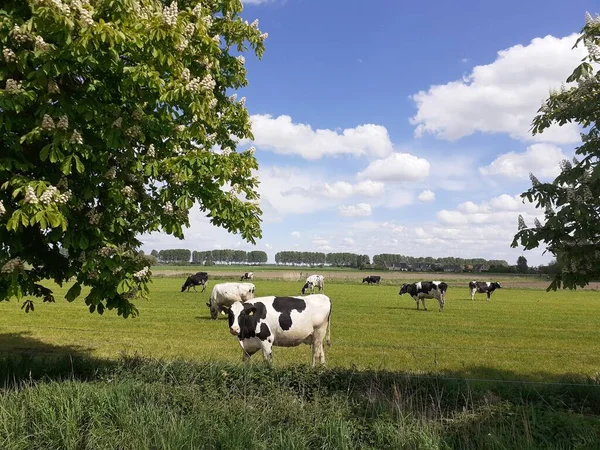 Typisch Hollands Landschap Met Een Kudde Koeien Die Grazen Een — Stockfoto