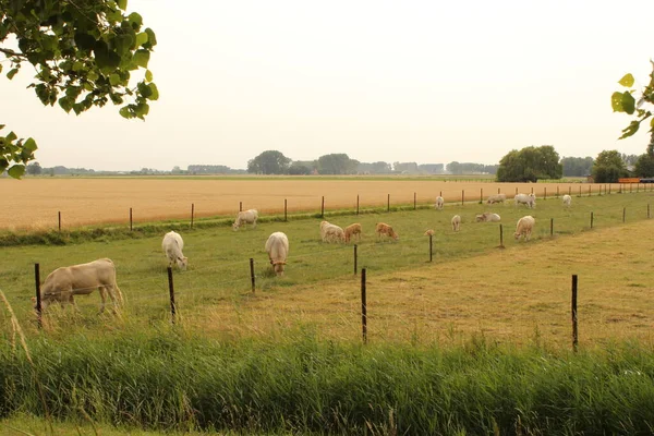 Een Prachtige Groene Weide Met Een Grazende Kudde Witte Koeien — Stockfoto