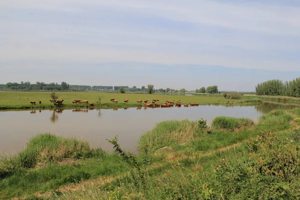 Стадо Корів Випасується Зеленому Лузі Купається Струмковій Воді Великого Природного — стокове фото