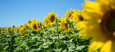 Yol kenarındaki ayçiçeği tarlasını görmek neşe verir. Ayçiçeği tarlasında sarı enerjili fotoğraflar.