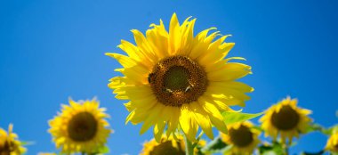 Yol kenarındaki ayçiçeği tarlasını görmek neşe verir. Ayçiçeği tarlasında sarı enerjili fotoğraflar.