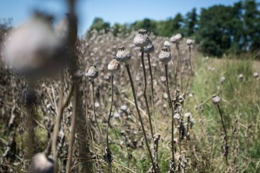 Kuru gelincik başları tarlada; hasat için hazır.