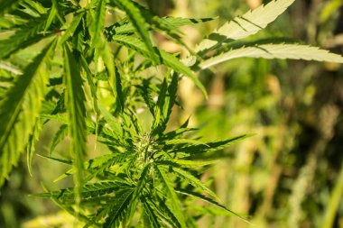 Akşam güneşinde sanayi keneviri tarlası (kenevir). Yasal olarak sahaya sürüldü.