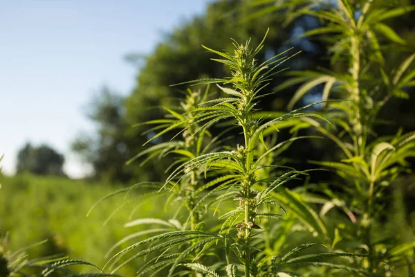 Campo Cânhamo Industrial Cannabis Sol Noite Legalmente Plantado Campo — Fotografia de Stock