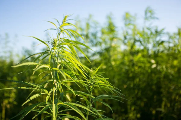 Campo Cânhamo Industrial Cannabis Sol Noite Legalmente Plantado Campo — Fotografia de Stock