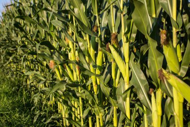 Akşam güneşinde mısır tarlası: mısır neredeyse hasat için hazır.