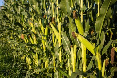 Akşam güneşinde mısır tarlası: mısır neredeyse hasat için hazır.
