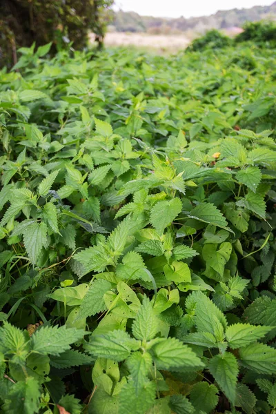 Bir tarla dolusu yeşil ısırgan otu resmi adıyla Urtica dioica.