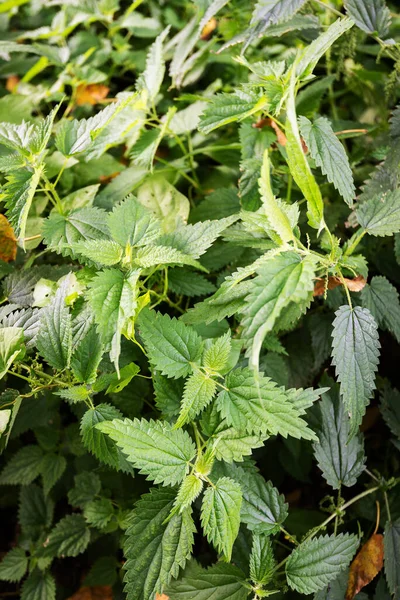 Resmen Urtica dioica olarak bilinen ısırgan otu tarlasına yakın..