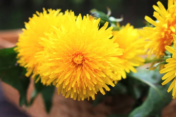 Güzel sarı karahindibalar Sepette çiçekler.