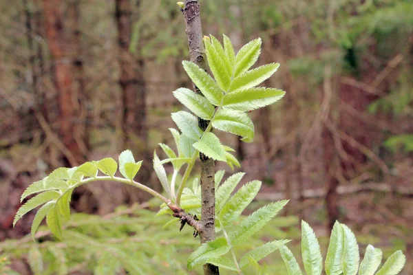 Ormandaki Dağ Dişbudak Ağacının Genç Yeşil Yaprakları — Stok fotoğraf