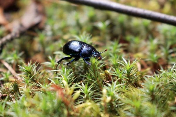 A black shiny beetle creeps on moss. Forest insect.