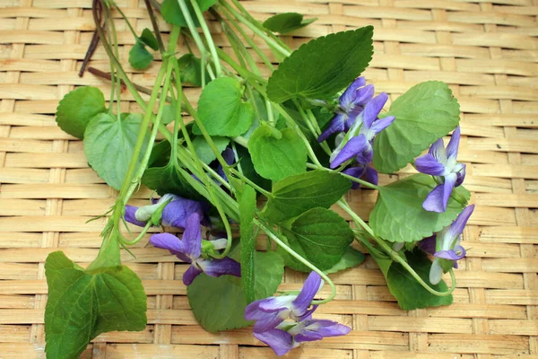 Hasır sepetlerin arka planında yeşil yaprakları olan küçük mavi, güzel bahar çiçekleri..