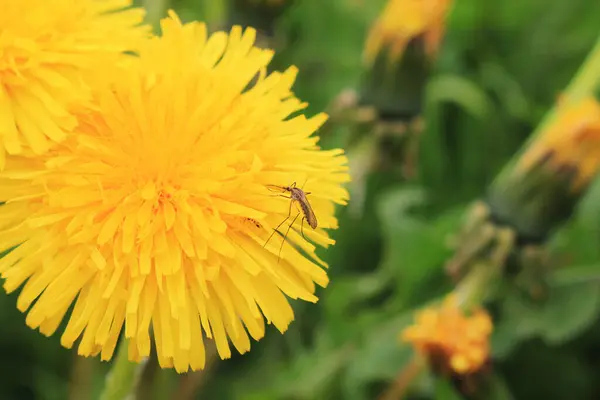Yeşil çimenlerin üzerinde güzel sarı çiçekler, karahindibalar ve sivrisinek böcekleri..