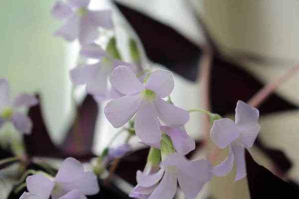 Beautiful delicate lilac indoor flowers close-up on the windowsill.