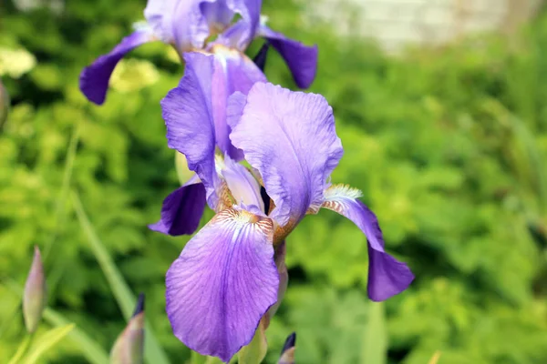 Flores Verano Hermosa Flor Iris Sobre Fondo Verde —  Fotos de Stock
