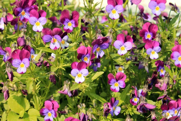 Hermosas Flores Verano Multicolores Parterre —  Fotos de Stock