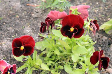 Çiçekli yatak. Kahverengi güzel çiçekler.