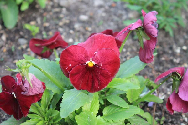 Çiçekli yatak. Kahverengi güzel çiçekler.