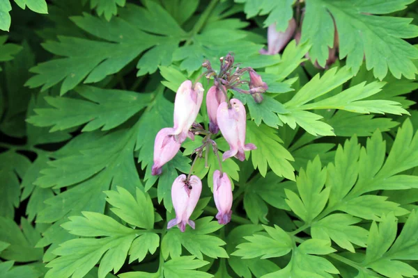 Çiçekli yatak. Leylak renginde güzel çiçekler. Yaklaş. Makro çekim.