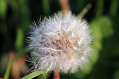 Güzel çayır yaz çiçekleri. Yeşil arka planda beyaz karahindiba.