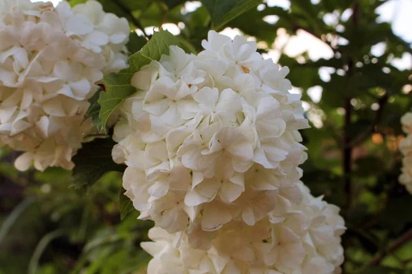 Güzel beyaz çiçekler çalıların üzerinde.